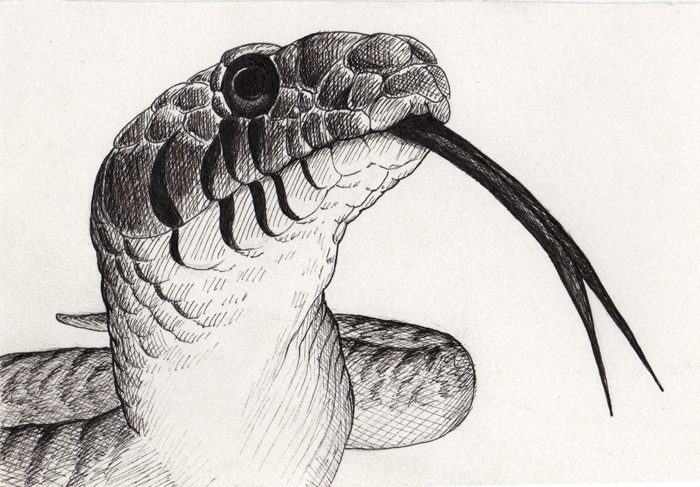 Snake • 2014 • Ink on Paper • 4x6"