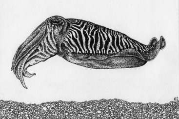 Cuttlefish • 2015 • Pen and Ink on paper • 5x7"
